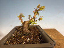 Load image into Gallery viewer, Kotohime Japanese Maple-001
