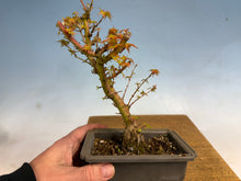 Load image into Gallery viewer, Kotohime Japanese Maple-006-air layer
