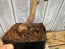 Load image into Gallery viewer, Trident Maple #27
