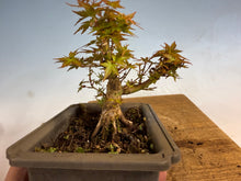 Load image into Gallery viewer, Kotohime Japanese Maple-010
