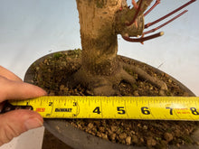 Load image into Gallery viewer, Japanese Maple 001
