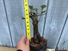 Load image into Gallery viewer, Chinese Quince #6
