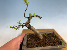 Load image into Gallery viewer, Japanese Flowering Crab Apple, 004
