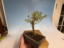 Load image into Gallery viewer, Zelkova, Japanese Grey Bark Elm 010
