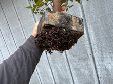 Load image into Gallery viewer, Zelkova, Japanese Grey Bark Elm #16
