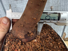 Load image into Gallery viewer, Zelkova, Japanese Grey Bark Elm #16
