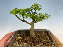 Load image into Gallery viewer, Shishigashira Japanese Maple 006
