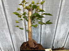 Load image into Gallery viewer, Trident Maple #27
