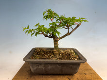 Load image into Gallery viewer, Shishigashira Japanese Maple 006
