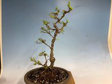 Load image into Gallery viewer, Chinese Elm var. Yatsabusa Cork Bark 002

