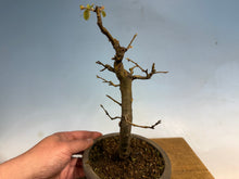 Load image into Gallery viewer, Chinese Quince 006
