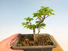 Load image into Gallery viewer, Shishigashira Japanese Maple 012
