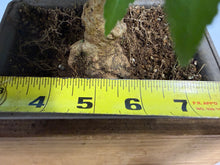 Load image into Gallery viewer, Trident Maple 014
