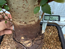 Load image into Gallery viewer, Zelkova, Japanese Grey Bark Elm #17
