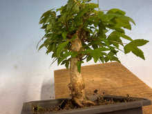 Load image into Gallery viewer, Trident Maple 014
