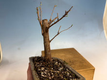 Load image into Gallery viewer, Dawn Redwood 001
