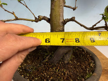 Load image into Gallery viewer, Chinese Quince 002
