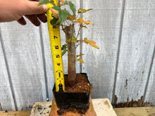Load image into Gallery viewer, Trident Maple #28
