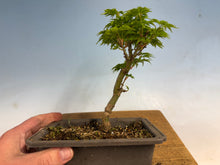 Load image into Gallery viewer, Shishigashira Japanese Maple 010
