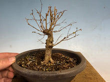 Load image into Gallery viewer, Zelkova, Japanese Import 002

