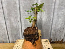 Load image into Gallery viewer, Trident Maple #13
