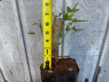Load image into Gallery viewer, Trident Maple #4
