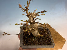 Load image into Gallery viewer, Trident Maple 001
