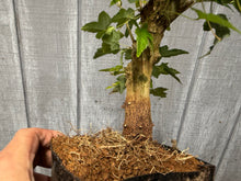 Load image into Gallery viewer, Trident Maple #14
