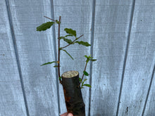 Load image into Gallery viewer, Chinese Quince #1
