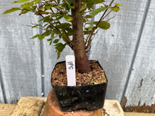 Load image into Gallery viewer, Zelkova, Japanese Grey Bark Elm #8
