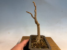 Load image into Gallery viewer, Japanese Wisteria 003
