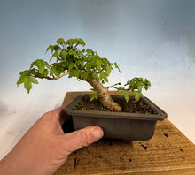 Load image into Gallery viewer, Trident Maple 008
