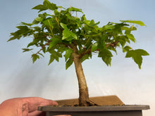 Load image into Gallery viewer, Trident Maple 024
