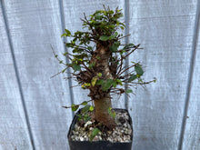 Load image into Gallery viewer, Chinese Elm #4
