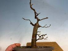 Load image into Gallery viewer, Chinese Quince 003
