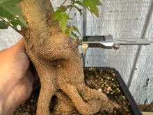 Load image into Gallery viewer, Trident Maple #49
