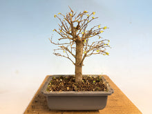 Load image into Gallery viewer, Zelkova, Japanese Grey Bark Elm 003
