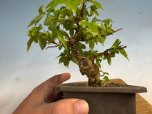 Load image into Gallery viewer, Trident Maple 025
