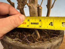 Load image into Gallery viewer, Trident Maple-Shohin Clump
