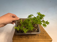 Load image into Gallery viewer, Shishigashira Japanese Maple 006
