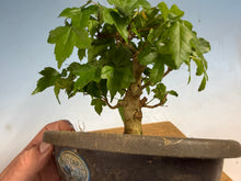 Load image into Gallery viewer, Trident Maple 022
