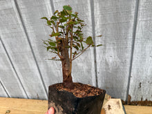 Load image into Gallery viewer, Zelkova, Japanese Grey Bark Elm #5
