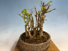 Load image into Gallery viewer, Trident Maple-Shohin Clump

