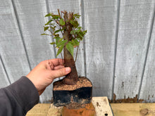 Load image into Gallery viewer, Zelkova, Japanese Grey Bark Elm #10
