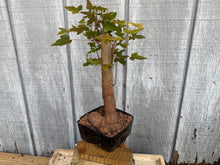 Load image into Gallery viewer, Trident Maple #36
