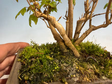 Load image into Gallery viewer, Trident Maple-Shohin Clump 002
