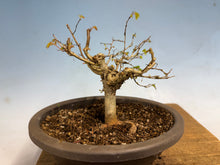 Load image into Gallery viewer, Zelkova, Japanese Import 003

