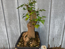 Load image into Gallery viewer, Trident Maple #49
