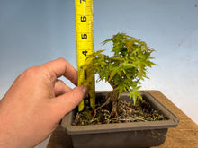 Load image into Gallery viewer, Kotohime Japanese Maple-015
