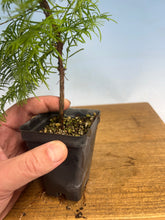 Load image into Gallery viewer, Dawn Redwood (Metasequoia)
